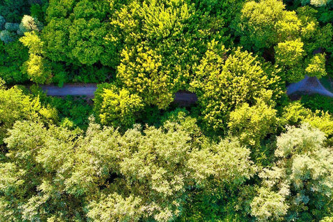 Italy-Mantua-forest treetops White Modern Wood Framed Art Print with Double Matting by Molinari, Michele