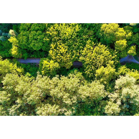 Italy-Mantua-forest treetops White Modern Wood Framed Art Print by Molinari, Michele