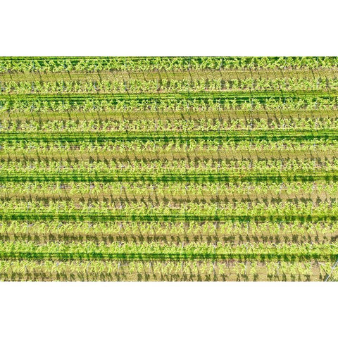 Italy-Valpolicella vineyards White Modern Wood Framed Art Print by Molinari, Michele