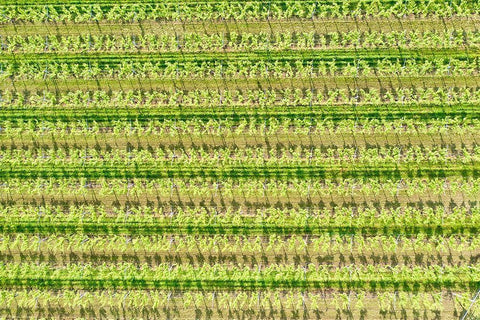 Italy-Valpolicella vineyards White Modern Wood Framed Art Print with Double Matting by Molinari, Michele