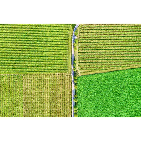 Italy-Valpolicella vineyards White Modern Wood Framed Art Print by Molinari, Michele