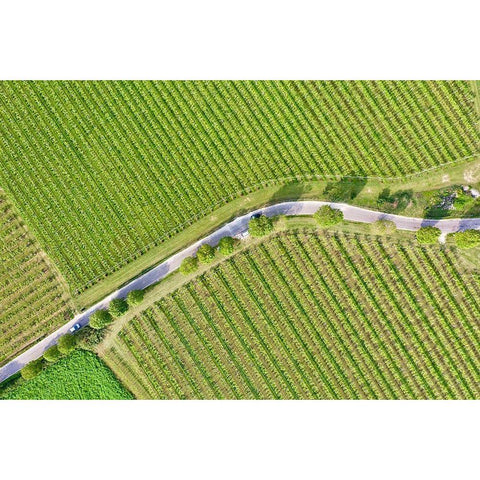 Italy-Valpolicella vineyards Black Modern Wood Framed Art Print by Molinari, Michele