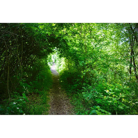 Italy-trail in the forest Black Modern Wood Framed Art Print by Molinari, Michele