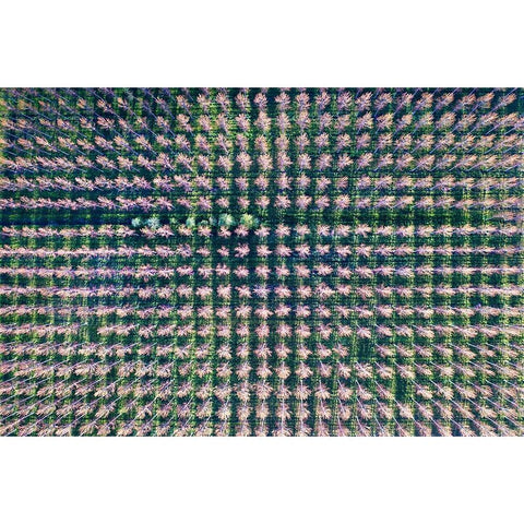 Italy-poplar trees plantation for paper pulp production Gold Ornate Wood Framed Art Print with Double Matting by Molinari, Michele