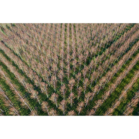 Italy-poplar trees plantation for paper pulp production Gold Ornate Wood Framed Art Print with Double Matting by Molinari, Michele