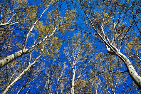 Italy-Mantova (Mantua) Autumn in public park Black Ornate Wood Framed Art Print with Double Matting by Molinari, Michele