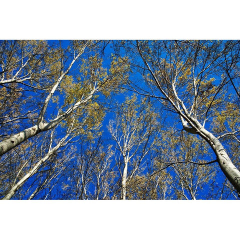 Italy-Mantova (Mantua) Autumn in public park Black Modern Wood Framed Art Print with Double Matting by Molinari, Michele