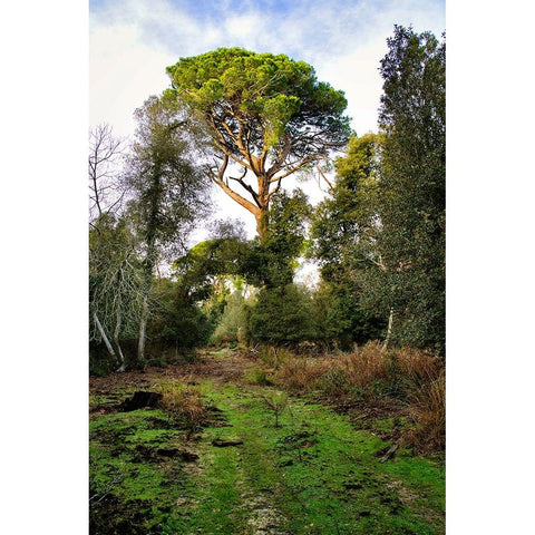 Italy-Riserva Naturale di Massaciuccoli San Rossore-protected coastal forest in Tuscany Black Modern Wood Framed Art Print by Molinari, Michele