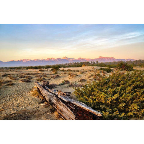 Italy-Riserva Naturale di Massaciuccoli San Rossore-protected coastal forest in Tuscan Black Modern Wood Framed Art Print with Double Matting by Molinari, Michele