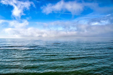 Italy-Riserva Naturale di Massaciuccoli San Rossore-protected coastal forest in Tuscany Black Ornate Wood Framed Art Print with Double Matting by Molinari, Michele