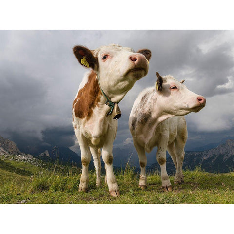 Cows on alpine pasture Dolomites at Passo Giau Italy Black Modern Wood Framed Art Print by Zwick, Martin