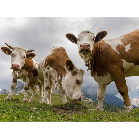 Cows on alpine pasture Dolomites at Passo Giau Italy Black Modern Wood Framed Art Print by Zwick, Martin