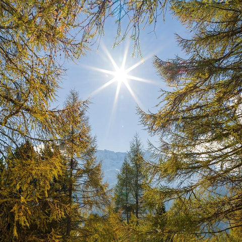 Mountain forest with European Larch-Larix decidua-in the dolomites of South Tyrol-Alto Adige in the Black Modern Wood Framed Art Print by Zwick, Martin