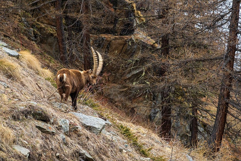 Alpine ibex-capra ibex-Valsavarenche-Gran Paradiso National Park-Aosta Valley-Italy White Modern Wood Framed Art Print with Double Matting by Pitamitz, Sergio