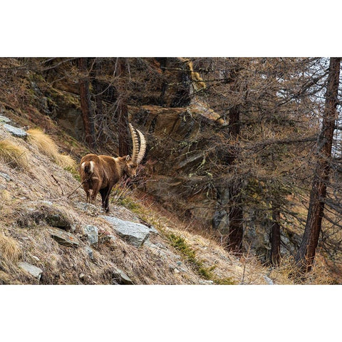 Alpine ibex-capra ibex-Valsavarenche-Gran Paradiso National Park-Aosta Valley-Italy Black Modern Wood Framed Art Print by Pitamitz, Sergio
