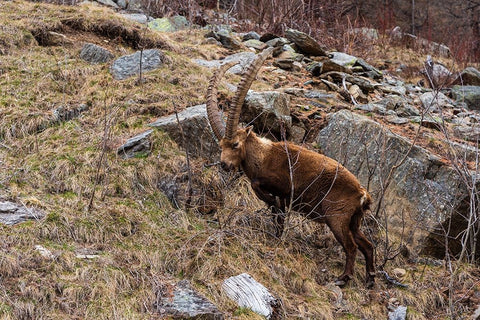 Alpine ibex-capra ibex-Valsavarenche-Gran Paradiso National Park-Aosta Valley-Italy White Modern Wood Framed Art Print with Double Matting by Pitamitz, Sergio
