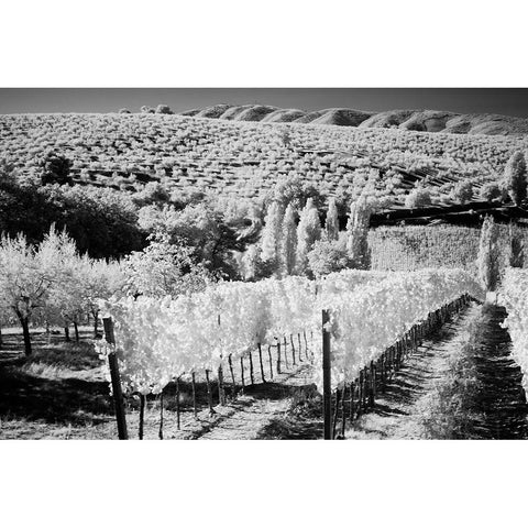 Italy Tuscany-Infrared image of vineyards in southern Tuscany Gold Ornate Wood Framed Art Print with Double Matting by Eggers, Terry