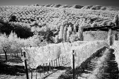 Italy Tuscany-Infrared image of vineyards in southern Tuscany White Modern Wood Framed Art Print with Double Matting by Eggers, Terry