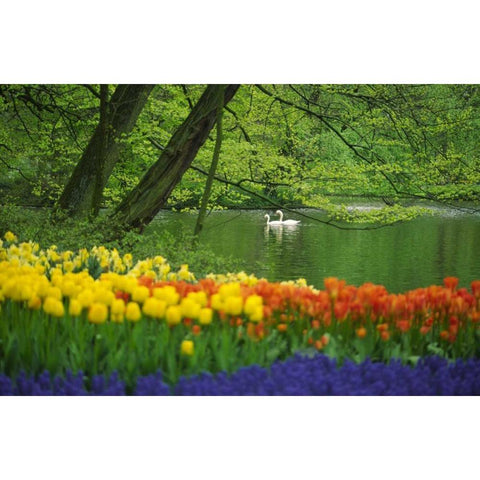 Netherlands, Lisse White swans on pond in spring Gold Ornate Wood Framed Art Print with Double Matting by Satushek, Steve