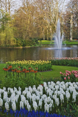 Netherlands, Lisse Garden scenic with a fountain Black Ornate Wood Framed Art Print with Double Matting by Flaherty, Dennis