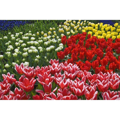 Netherlands, Lisse Tulips and other flowers Black Modern Wood Framed Art Print with Double Matting by Flaherty, Dennis