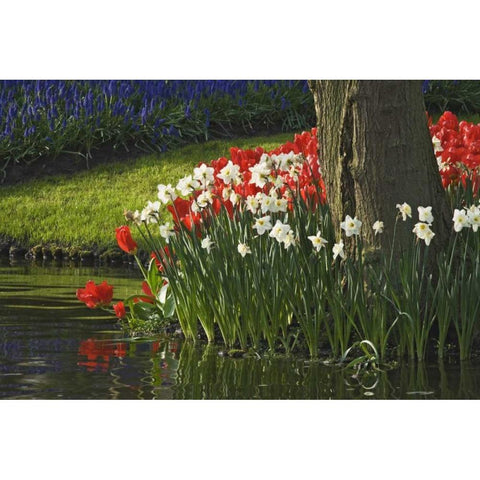 Netherlands, Lisse Flowers by ponds edge White Modern Wood Framed Art Print by Flaherty, Dennis