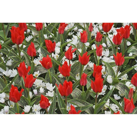 Netherlands, Lisse Tulips and other flowers Black Modern Wood Framed Art Print with Double Matting by Flaherty, Dennis