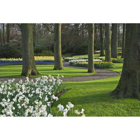 Netherlands, Lisse Blooming flowers and trees White Modern Wood Framed Art Print by Flaherty, Dennis