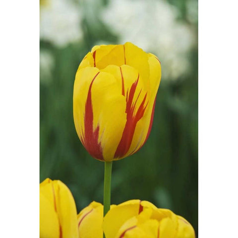 Netherlands, Lisse Tulip variety Black Modern Wood Framed Art Print by Flaherty, Dennis