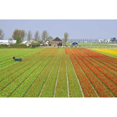 Netherlands, Lisse Tulip farm flower fields Gold Ornate Wood Framed Art Print with Double Matting by Flaherty, Dennis