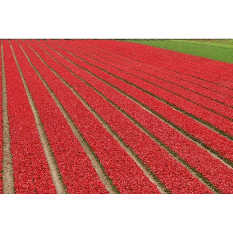 Netherlands, Lisse Red tulips on a flower farm Black Modern Wood Framed Art Print with Double Matting by Flaherty, Dennis