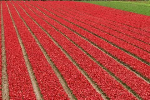 Netherlands, Lisse Red tulips on a flower farm Black Ornate Wood Framed Art Print with Double Matting by Flaherty, Dennis