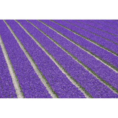 Netherlands, Lisse Purple tulips being grown Black Modern Wood Framed Art Print with Double Matting by Flaherty, Dennis