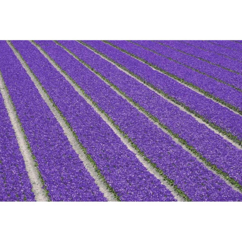 Netherlands, Lisse Purple tulips being grown White Modern Wood Framed Art Print by Flaherty, Dennis