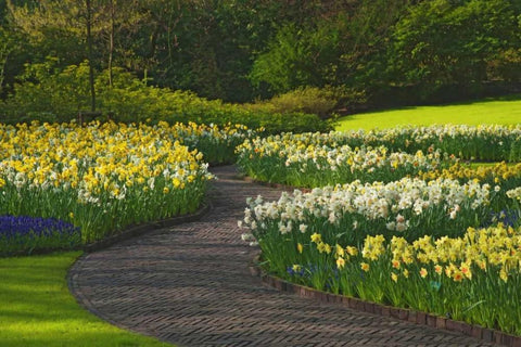 Netherlands, Lisse Path through daffodils White Modern Wood Framed Art Print with Double Matting by Flaherty, Dennis