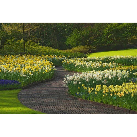 Netherlands, Lisse Path through daffodils White Modern Wood Framed Art Print by Flaherty, Dennis