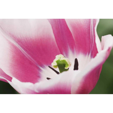 Holland, Lisse, Close up of a pink tulip Black Modern Wood Framed Art Print with Double Matting by Flaherty, Dennis