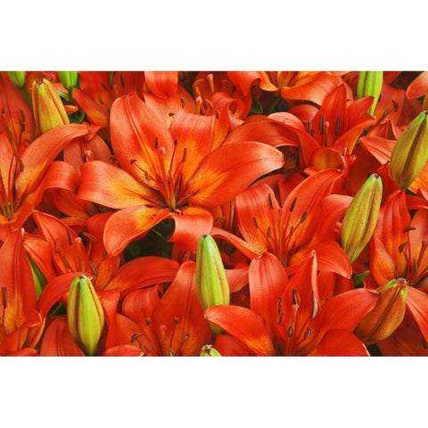 Holland, Lisse Orange lilies in the gardens Gold Ornate Wood Framed Art Print with Double Matting by Flaherty, Dennis