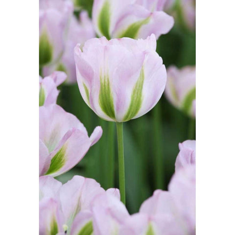 Holland, Lisse, Close up of pink tulips White Modern Wood Framed Art Print by Flaherty, Dennis