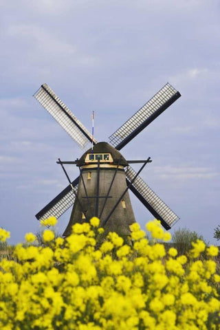 Netherlands, Kinderdijk Windmill with flowers Black Ornate Wood Framed Art Print with Double Matting by Flaherty, Dennis