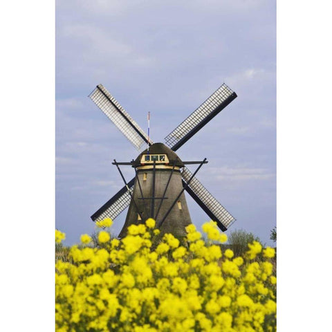 Netherlands, Kinderdijk Windmill with flowers Gold Ornate Wood Framed Art Print with Double Matting by Flaherty, Dennis