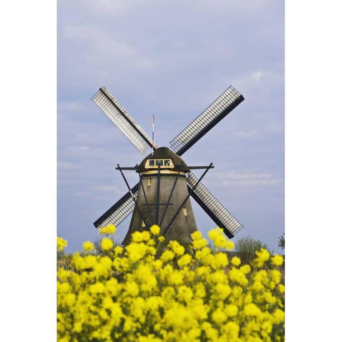 Netherlands, Kinderdijk Windmill with flowers White Modern Wood Framed Art Print by Flaherty, Dennis
