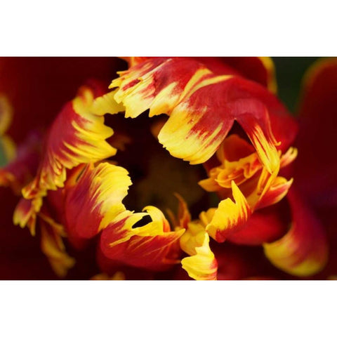 Europe, Netherlands, Lisse Parrot tulip close-up Black Modern Wood Framed Art Print by Bush, Marie