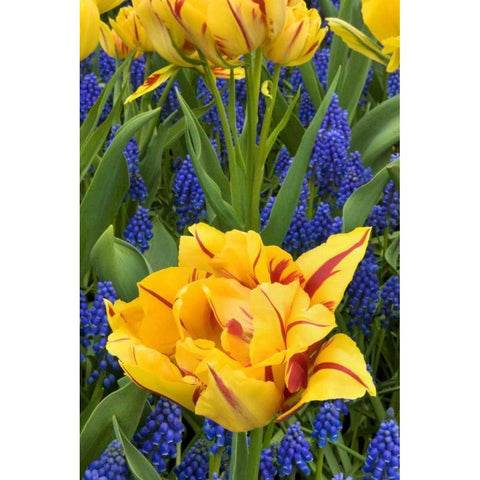 Netherlands, Lisse Tulips and grape hyacinth Gold Ornate Wood Framed Art Print with Double Matting by Bush, Marie