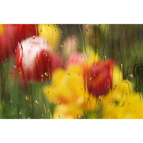 Europe, Netherlands Tulips through a wet window White Modern Wood Framed Art Print by Bush, Marie