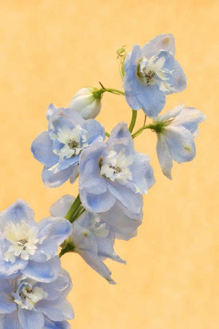 Netherlands, Venlo Delphinium parfait flowers White Modern Wood Framed Art Print with Double Matting by Bush, Marie