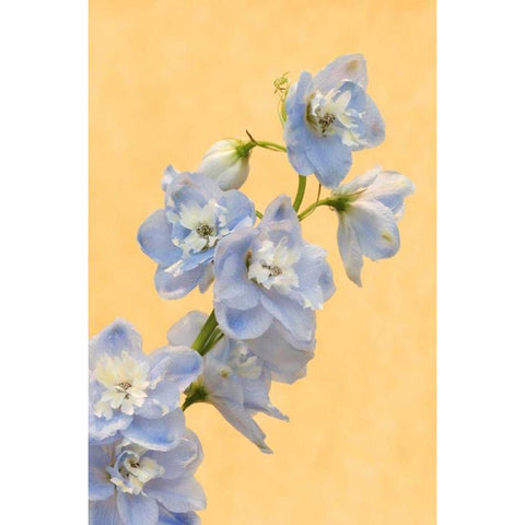Netherlands, Venlo Delphinium parfait flowers Black Modern Wood Framed Art Print with Double Matting by Bush, Marie