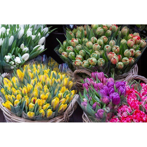 Netherlands-Amsterdam Tulip bouquets on display by vendor  Black Modern Wood Framed Art Print by Jaynes Gallery