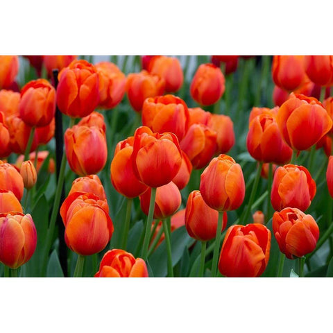 Netherlands-Holland Orange tulips at Keukenhof Gardens  White Modern Wood Framed Art Print by Jaynes Gallery