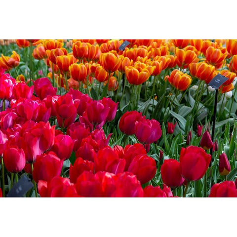 Netherlands Red tulips at Keukenhof Gardens  Black Modern Wood Framed Art Print by Jaynes Gallery